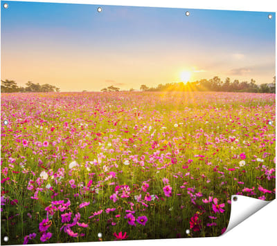 Gards Tuinposter Bloemenveld met Roze Kosmos - 120x90 cm - Tuindoek - Tuindecoratie - Wanddecoratie buiten - Tuinschilderij