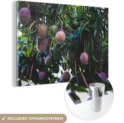 ® Glasschilderij 180x120 cm - Schilderij acrylglas - Mango - Boom - Paars - Foto op glas - Muurdecoratie woonkamer - Wanddecoratie slaapkamer - Schilderijen