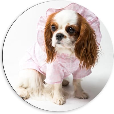 Dibond Wandcirkel - Klein Hondje met Roze Pakje aan  - 60x60cm Foto op Aluminium Wandcirkel (met ophangsysteem)