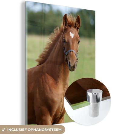 MuchoWow® Glasschilderij 30x40 cm - Schilderij acrylglas - Paard - Dier - Gras - Foto op glas - Schilderijen