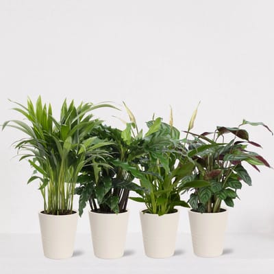 Kamerplanten set met 4 planten in sierpot Babe Wit – luchtzuiverende kamerplant – meerjarige plant – Areca - Calathea Blue Grass - Calathea Compactstar - Spathiphyllum – groenblijvende planten set 4 stuks - ↕35-50cm - Ø13 – vers uit de kwekerij