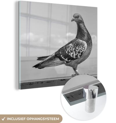 MuchoWow® Glasschilderij 20x20 cm - Schilderij acrylglas - Duif - Dieren - Zwart - Wit - Foto op glas - Schilderijen