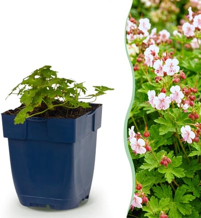 Green boutiQ - Vasteplant - Geranium macr. Spessart - Ooievaarsbek - Bodembedekkend - Wit-Roze - 1 Plant - Pot 11cm - Hoogte 15-25cm
