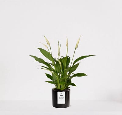 Spathiphyllum kamerplant in sierpot Very Potter 'Potverdorie bedankt zeg' - Zwart - Luchtzuiverende Lepelplant - 35-50cm - Ø13 - Met keramieken bloempot - vers uit de kwekerij - uniek cadeau