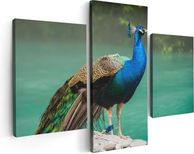 Artaza Canvas Schilderij Drieluik Kleurrijke Pauw Bij Het Water - 90x60 - Foto Op Canvas - Canvas Print