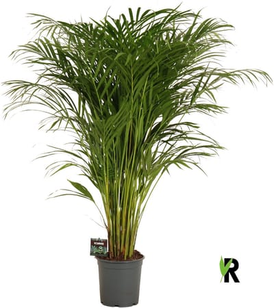 Dypsis lutescens Goudpalm 120 cm – Kamerplant – Vers Van De Kweker – Potmaat Ø21 cm