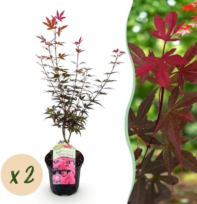 Green boutiQ - Terrasplant - Japanse Esdoorn - Acer palmatum Skeetsers Broom - Paars - 2 Planten - Bladverliezend - Pot 19cm Hoogte 70cm