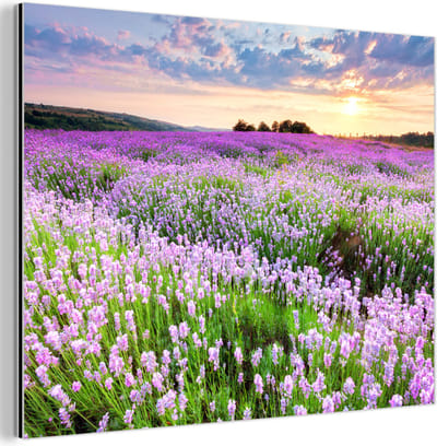 Aluminium schilderij 80x60 cm - Wanddecoratie metaal - Lavendel - Bloemen - Zonsondergang - Paars - Weide - Metalen muurdecoratie woonkamer - Decoratie industrieel - Foto op dibond - Industriële accessoires slaapkamer