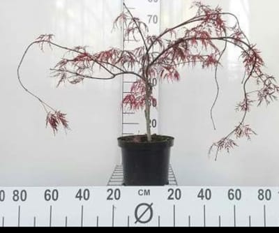 Acer palm. 'Inaba Shidare' - Japanse Esdoorn 'Inaba Shidare' 40- 50 cm in pot