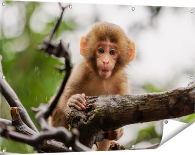Gards Tuinposter Klein Baby Aapje op een Tak - 120x80 cm - Tuindoek - Tuindecoratie - Wanddecoratie buiten - Tuinschilderij