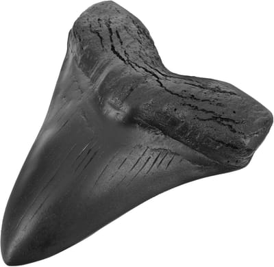Megalodon Tand Model - Prehistorische Decoratie - Verzamelaarsitem Wonen - Gedetailleerd Hars - 13.5x11.5x2CM - Zwart