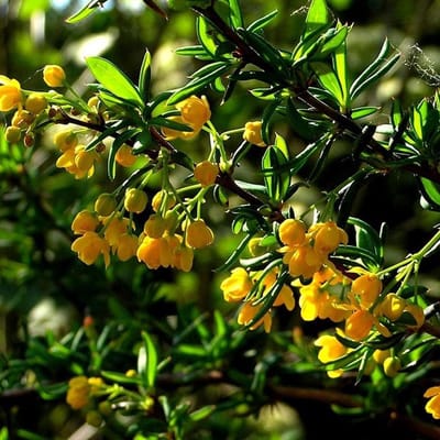 Berberis Stenophylla - Zuurbes 40-50 cm pot