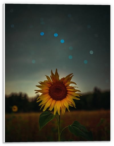 Forex - Zonnebloem in de Nacht - 30x40cm Foto op Forex