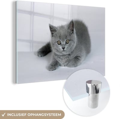 ® Glasschilderij 180x120 cm - Schilderij acrylglas - Weergave van een mooie Britse korthaar kitten - Foto op glas - Muurdecoratie woonkamer - Wanddecoratie slaapkamer - Schilderijen