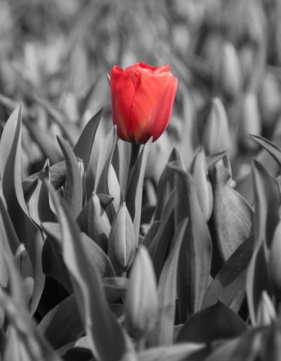 Foto op Canvas, Tulp 005 (90x120cm staand)