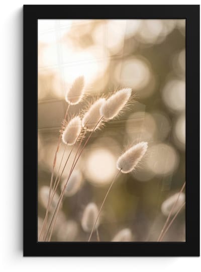 Poster in lijst - Fotolijst 20x30 cm - Posters - Hazestaartgras - Wit - Zonlicht - Posterlijst zwart - Decoratie - Wanddecoratie woonkamer - Muurdecoratie slaapkamer