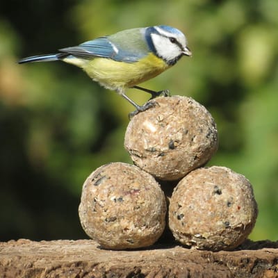 Aniculis - Premium vetbollen met Insectenvet (45 x 90g) - Mezenbollen zonder netje - Gemaakt met 100% insectenvet - Energie- en eiwitrijk tuinvogelvoer