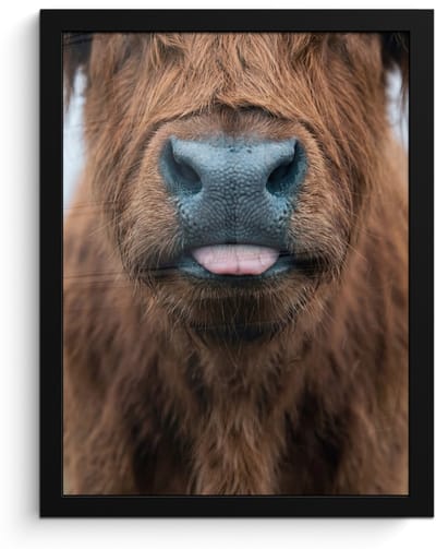 Poster in lijst - Fotolijst 30x40 cm - Posters - Schotse hooglander - Neus - Bruin - Posterlijst zwart - Decoratie - Wanddecoratie woonkamer - Muurdecoratie slaapkamer