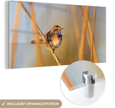 MuchoWow® Glasschilderij 40x20 cm - Schilderij acrylglas - Vogels - Blauwborst - Riet - Foto op glas - Schilderijen