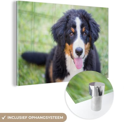 ® Glasschilderij 180x120 cm - Schilderij acrylglas - Berner Sennenhond op het groene gras - Foto op glas - Muurdecoratie woonkamer - Wanddecoratie slaapkamer - Schilderijen