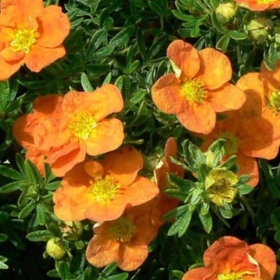 Potentilla Fruticosa 'Tangerine' - Ganzerik|Vijfvingerkruid 25-30 cm in pot
