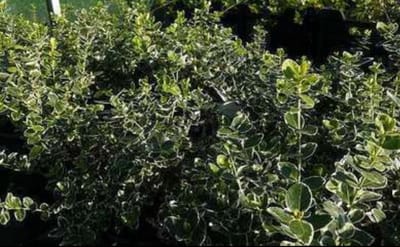 2 x Euonymus fort. 'Em. Gaiety' - Kardinaalshoed, Kardinaalsmuts , 40- 50 cm in pot