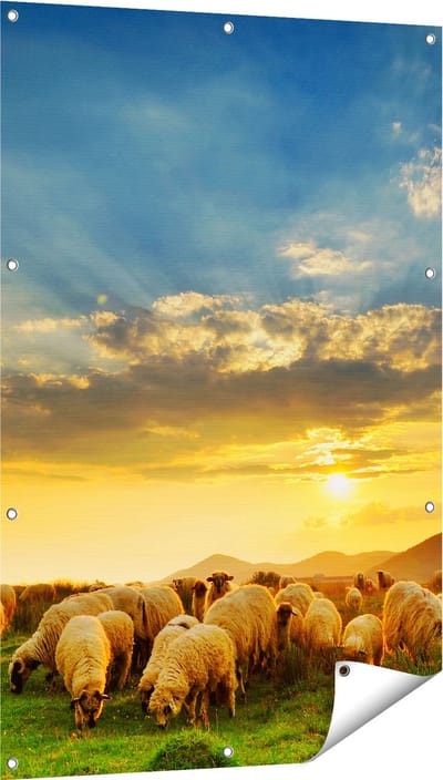 Gards Tuinposter Kudde Schapen op het Gras bij Zonsondergang - 80x120 cm - Tuindoek - Tuindecoratie - Wanddecoratie buiten - Tuinschilderij