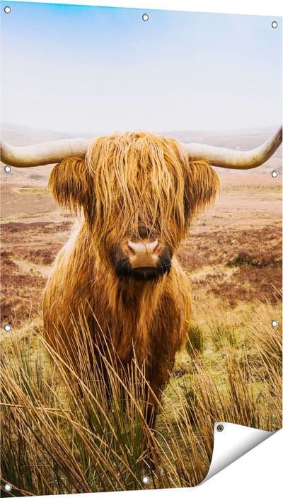 Gards Tuinposter Schotse Hooglander Koe in het Veld - 80x120 cm - Tuindoek - Tuindecoratie - Wanddecoratie buiten - Tuinschilderij