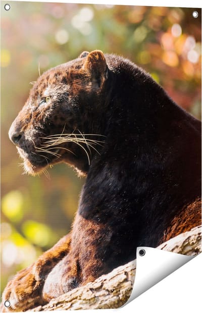 Gards Tuinposter Zwarte Panter vanaf de Zijkant - 60x80 cm - Tuindoek - Tuindecoratie - Wanddecoratie buiten - Tuinschilderij
