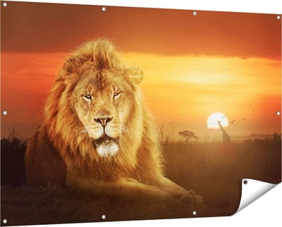 Gards Tuinposter Leeuw in de Savanne - Zonsondergang - 150x100 cm - Tuindoek - Tuindecoratie - Wanddecoratie buiten - Tuinschilderij