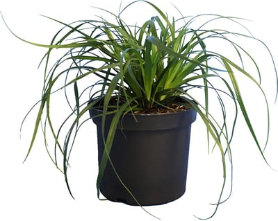 Set van 10 | Japanse zegge ‘Evergreen’ pot 20-25 cm - Bloeiende plant - Weinig onderhoud - Zeer winterhard