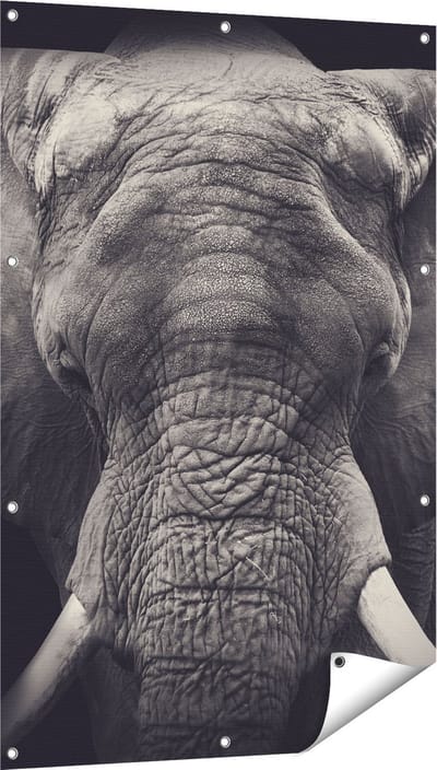 Gards Tuinposter Olifantenkop - Olifant - Zwart Wit - 80x120 cm - Tuindoek - Tuindecoratie - Wanddecoratie buiten - Tuinschilderij