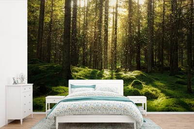 Behang - Fotobehang Bomen - Bos - Mos - Planten - Zon - Natuur - Breedte 330 cm x hoogte 220 cm