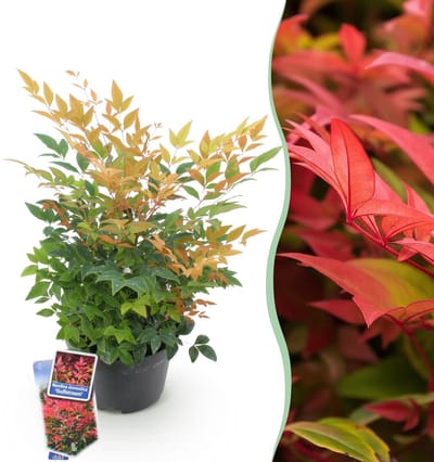 Plantenboetiek.nl | Nandina Gulfstream - Oranje - Groenblijvend - Weinig Onderhoud - Ø17cm - 35-45cm hoog - Tuinplant