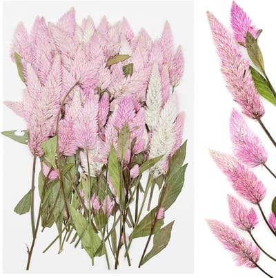 60 Stuks Gedroogde Bloemen voor Hars, Natuurlijke Geperste Rozen, DIY Kaarsen en Sieraden Decoratie