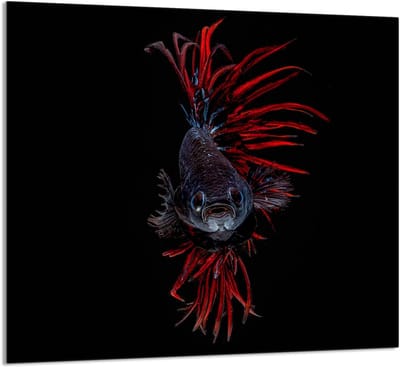 TMK ArtDeko Serie - Glaspaneel voor Keuken - 65x60 cm - Veelkleurig Motief - Veilig en Hygiënisch