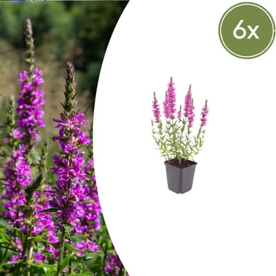 Tuinplantenshop.com | Lythrum salicaria | 6 stuks - Ø9cm - 10-25cm hoog - Tuinplant