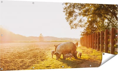 Gards Tuinposter Varken Familie - Varkens - 160x80 cm - Tuindoek - Tuindecoratie - Wanddecoratie buiten - Tuinschilderij