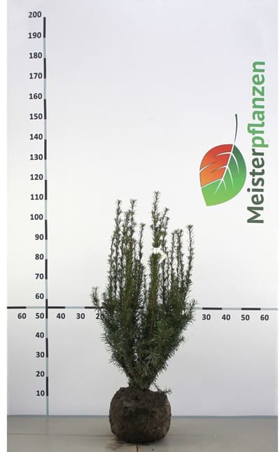 Venijnboom Taxus media Hicksii 50-60 cm, 10x Haagplant