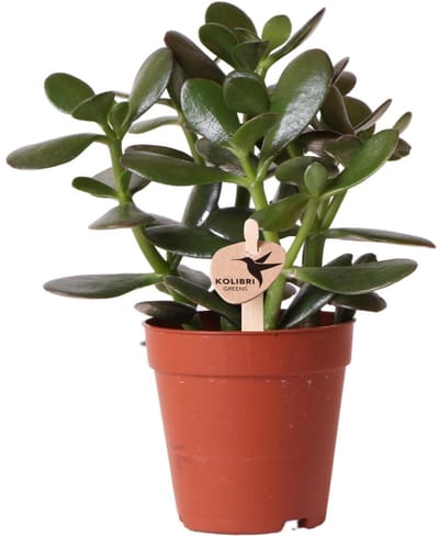 Kolibri Greens | Groene plant - Succulent Crassula Ovata - groene kamerplant - vers van de kweker - Ø9cm -