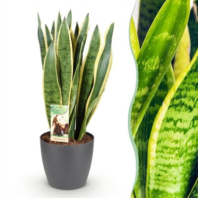 Plantenboetiek.nl | Sansevieria Laurentii - Vrouwentong - Weinig onderhoud - Groen - met Potter Grijs - Ø21cm - 70-80cm hoog - Kamerplant - Arrangement - Plant met pot