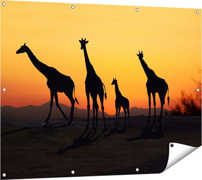 Gards Tuinposter Vier Giraffe Silhouetten bij Zonsondergang - 120x90 cm - Tuindoek - Tuindecoratie - Wanddecoratie buiten - Tuinschilderij