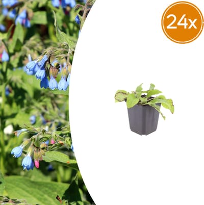 Tuinplantenshop.com | Symphytum grand. 'Wisley Blue' | 24 stuks - Ø9cm - 10-25cm hoog - Tuinplant