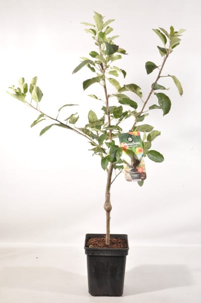 Patio Appelboom - Malus domestica 'Gala' - Hoogte 90 - 100 cm