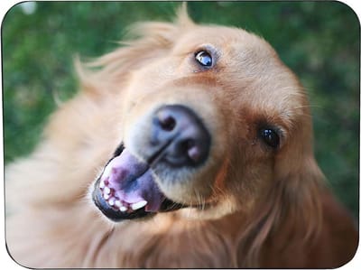 Muismat Golden Retriever Rubber - Hoge kwaliteit foto van Golden Retriever muismat gedrukt op polyester - 25 x 19 cm - Muismat met foto - 5mm dik - heerlijk voor op kantoor