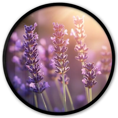 Poster in lijst Rond - Fotolijst 40x40 cm - Posters - Lavendelbloemen - Paars - Zonlicht - Ronde posterlijst zwart - Decoratie - Wanddecoratie woonkamer - Muurdecoratie slaapkamer
