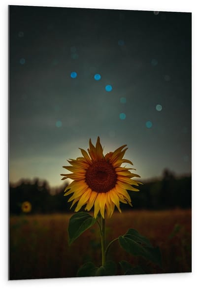Dibond - Zonnebloem in de Nacht - 80x120cm Foto op Aluminium (Met Ophangsysteem)