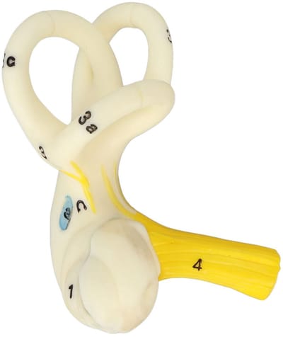 Allecto - Anatomisch Model van het Binnenoor - Onderwijsmodel - Uitstekende leerbron - Nauwkeurig - Menselijke Oorschelp - Perfect voor scholen - G...