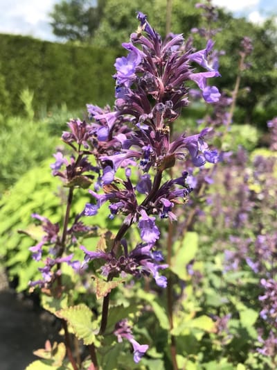 6 x Nepeta grandiflora 'Wild Cat' - Kattekruid - P9 Pot (9 x 9cm) - Dima Vaste Planten