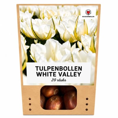 Bloembollen - White Valley tulpenbollen cadeau - KH Bloembollen - Tulpen - Wit - 20 Stuks - Cadeau - Tuin - Maat 11/12! - Vers van de teler!